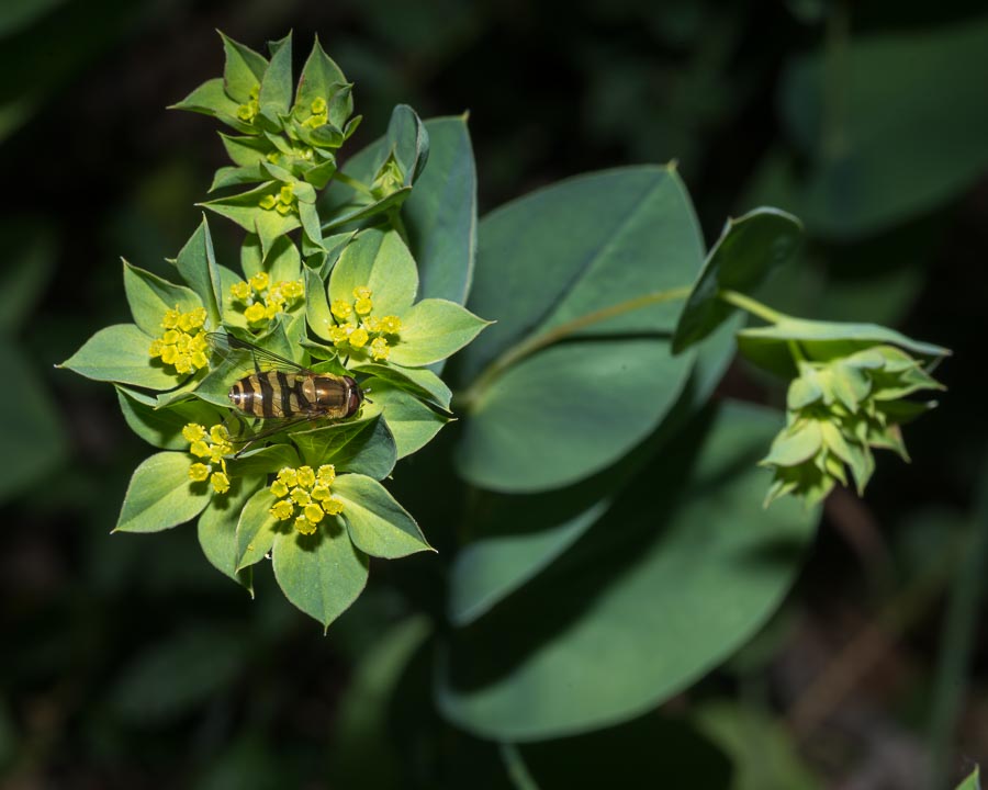 Bupleurum rotundifolium